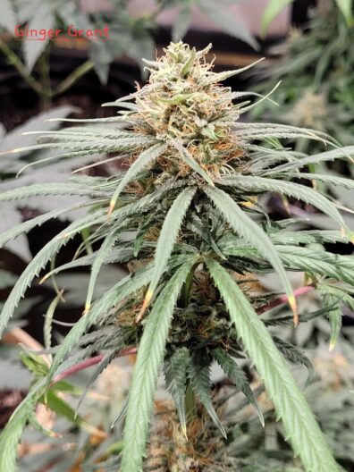 Ginger Grant F1 (Forest Queen x Strawberry Starburst) 10 Regular Seeds