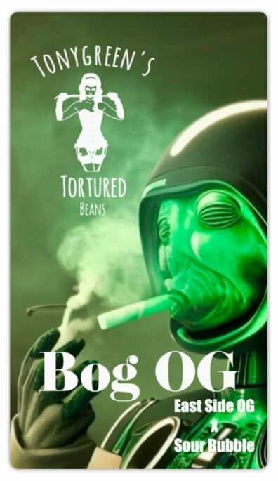 BOG OG (East Side OG x Sour Bubble) 10 Regular Seeds