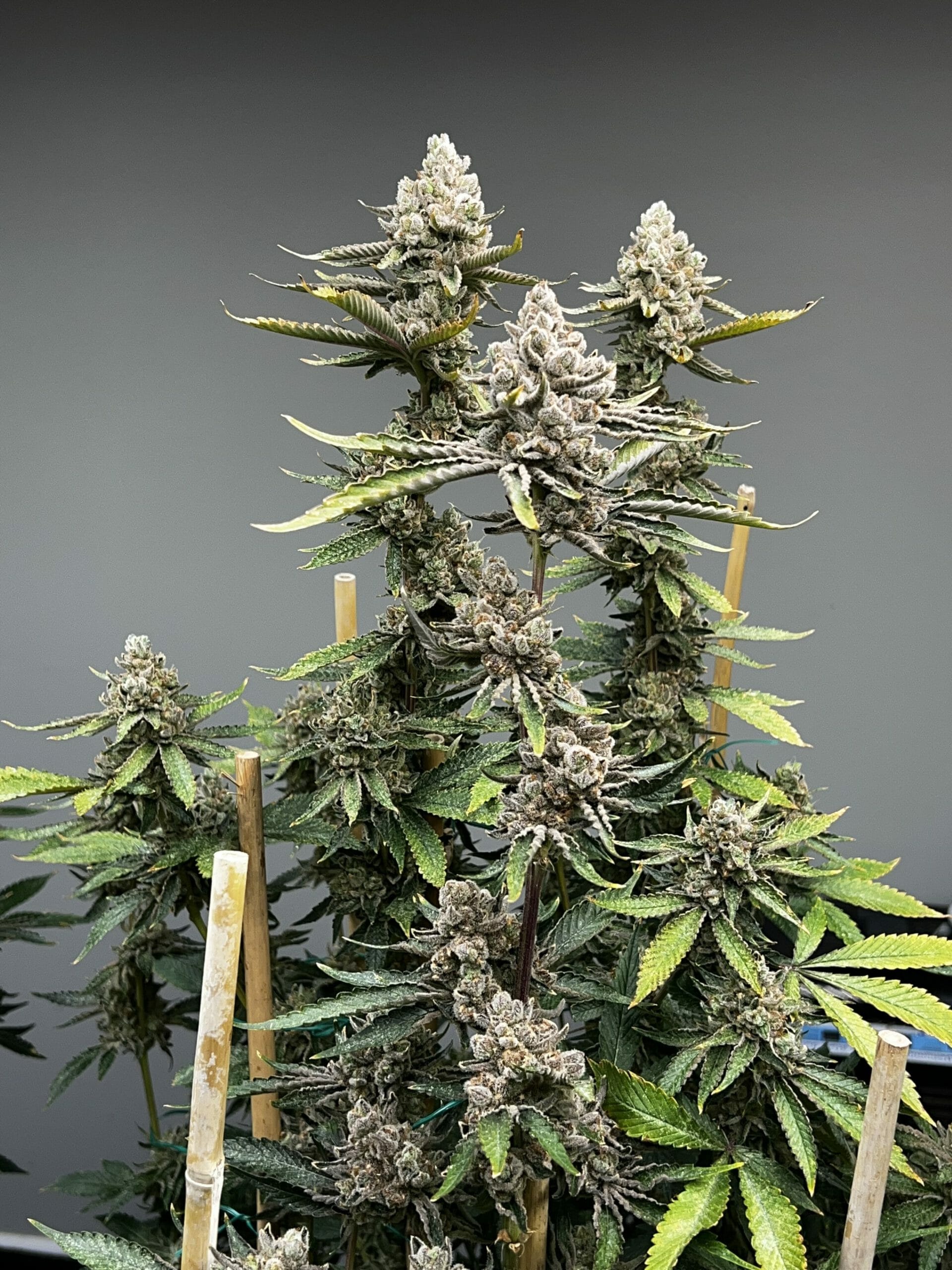 Bluemosa S1 (Blumosa x Blumosa) 3 Feminized Seeds - Image 2