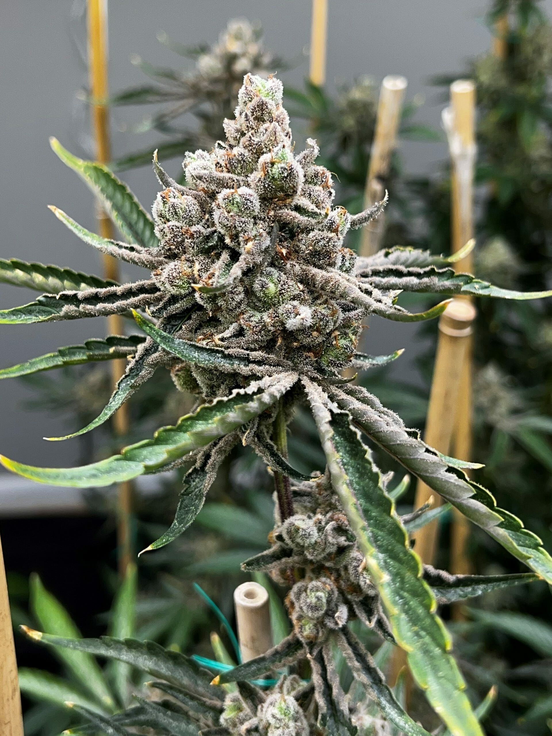 Bluemosa S1 (Blumosa x Blumosa) 3 Feminized Seeds - Image 3