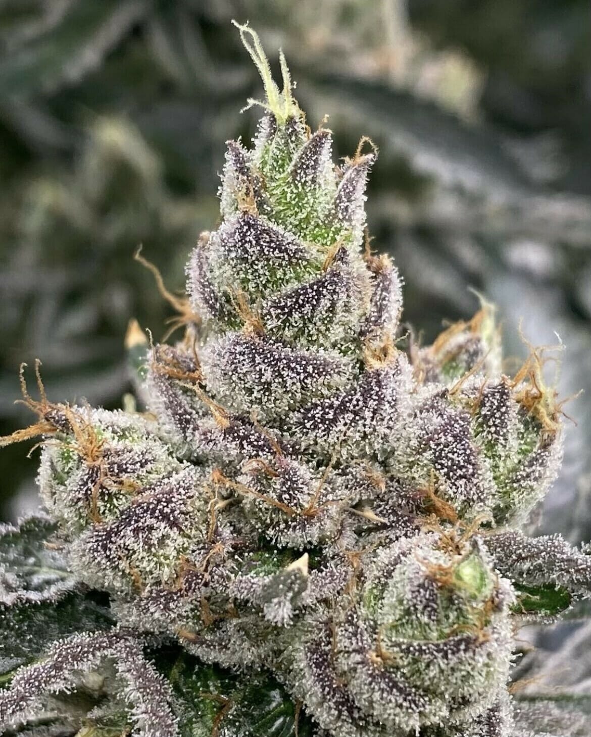 Bluemosa S1 (Blumosa x Blumosa) 3 Feminized Seeds - Image 4