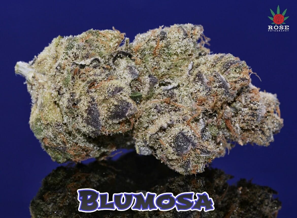 Bluemosa S1 (Blumosa x Blumosa) 3 Feminized Seeds