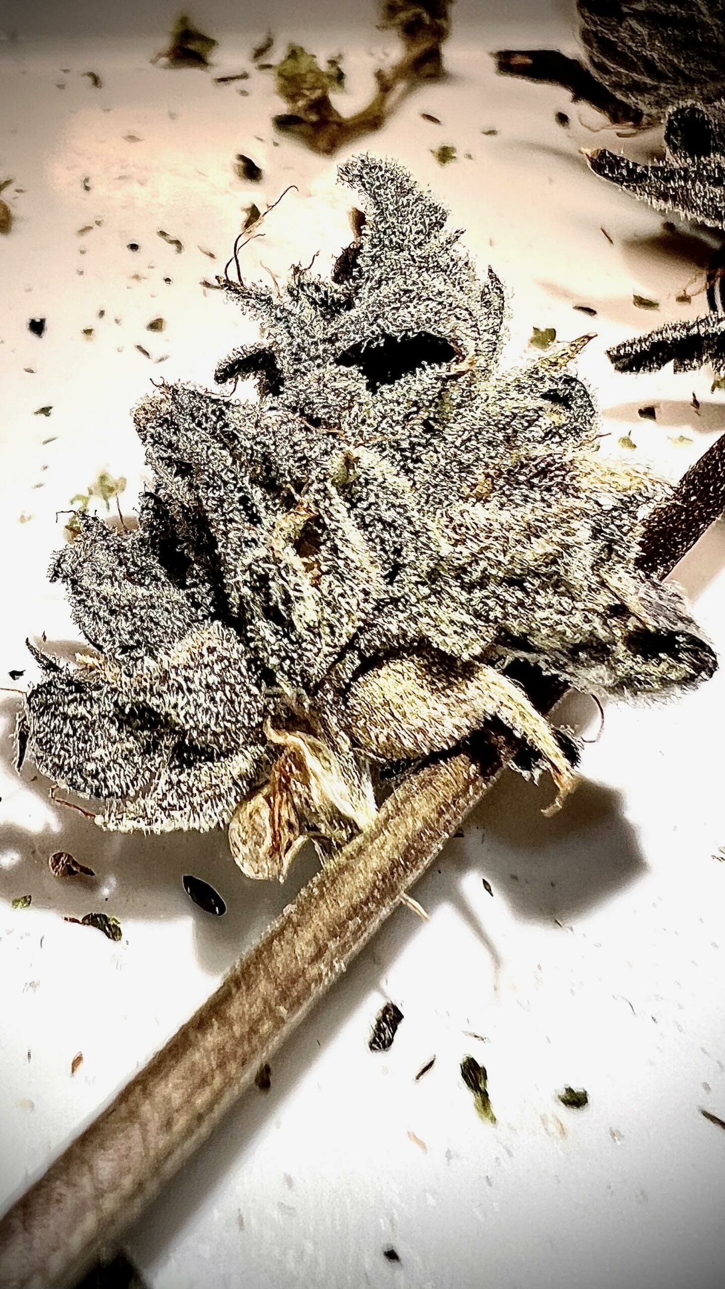 Weighted Blanket (Black Sour Bubble Isolation) 10 Regular Seeds - Image 3