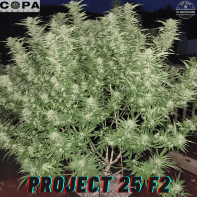 Project 25 F2 Copa Genetics