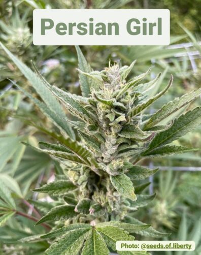 Persian Girl F1 (Compost Mamma x Ancient OG F2 PSM) 10 Regular Seeds