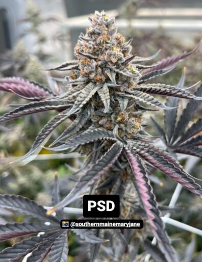 PSD F1 10 Regular Seeds
