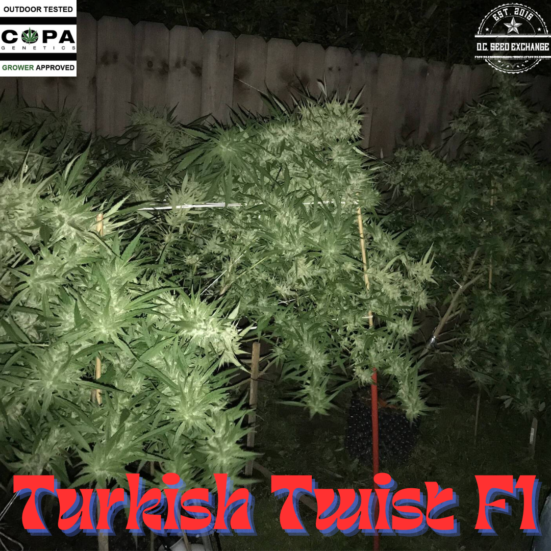 Turkish Twist F1 10 Regular Seeds - Image 3