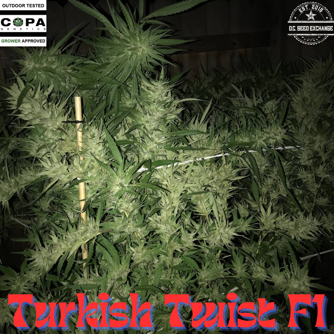 Turkish Twist F1 10 Regular Seeds - Image 2