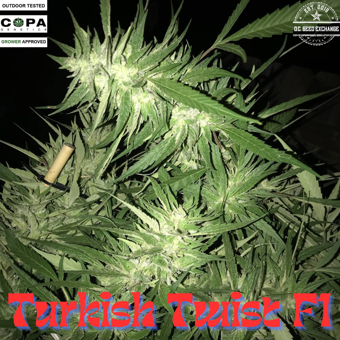Turkish Twist F1 10 Regular Seeds - Image 4