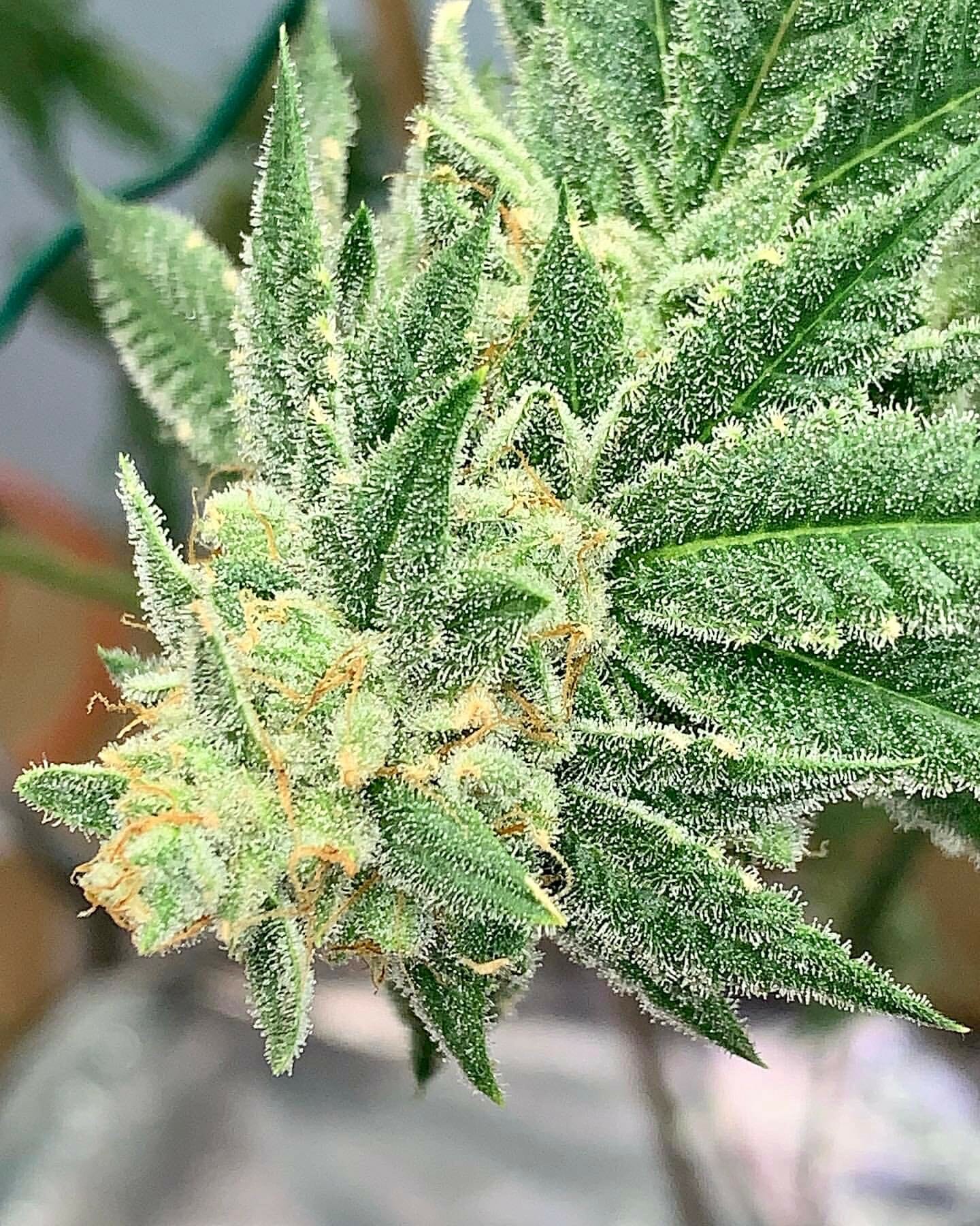 Alani Glue F1 (GG4 x Alani Skunk) 6 Feminized Seeds - Image 5