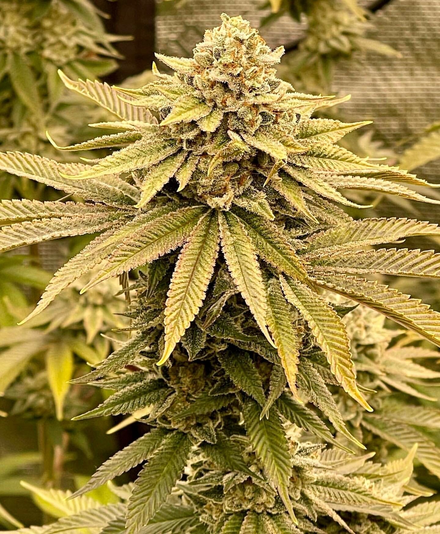 Alani Glue F1 (GG4 x Alani Skunk) 6 Feminized Seeds - Image 6