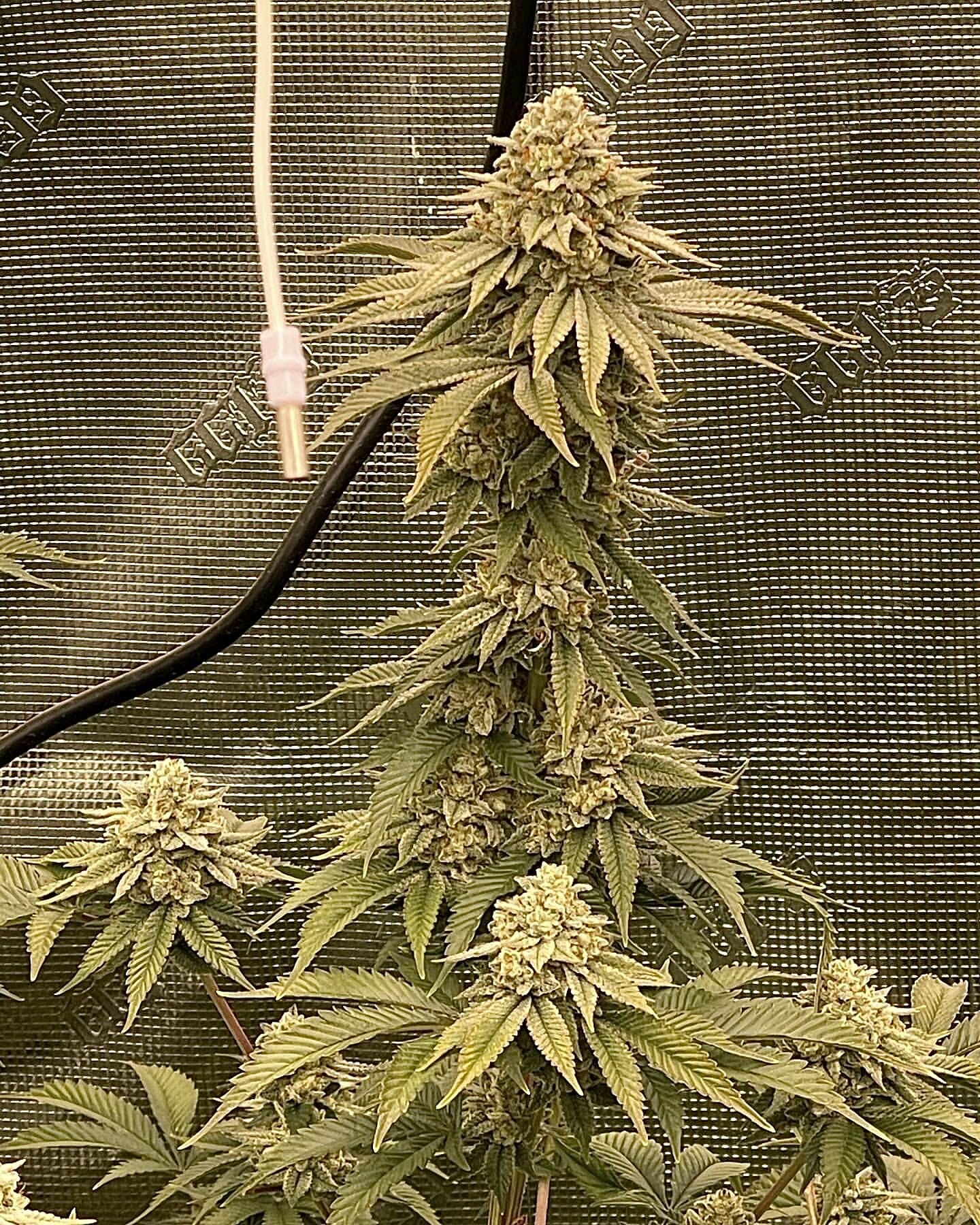 Alani Glue F1 (GG4 x Alani Skunk) 6 Feminized Seeds - Image 8