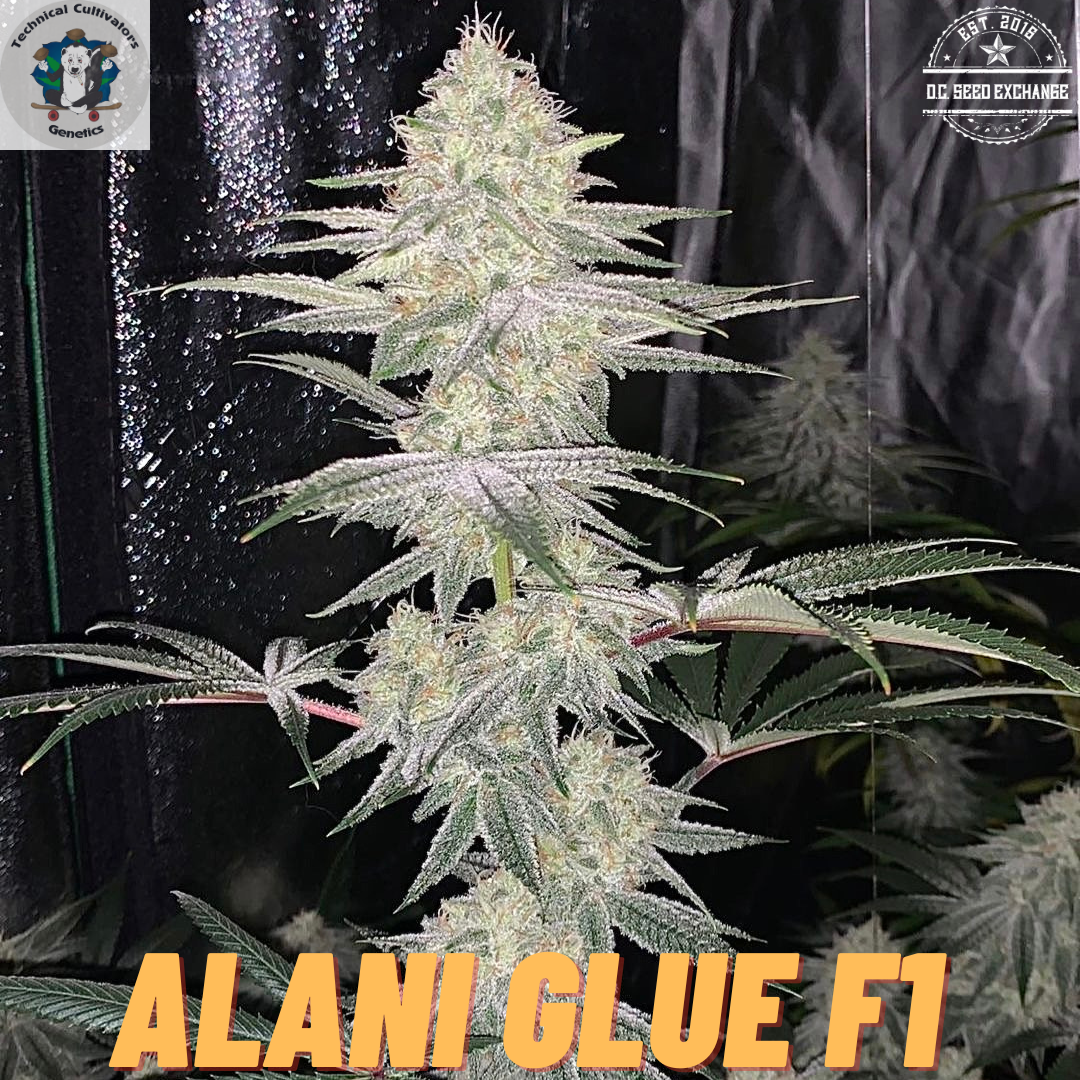 Alani Glue F1 (GG4 x Alani Skunk) 6 Feminized Seeds