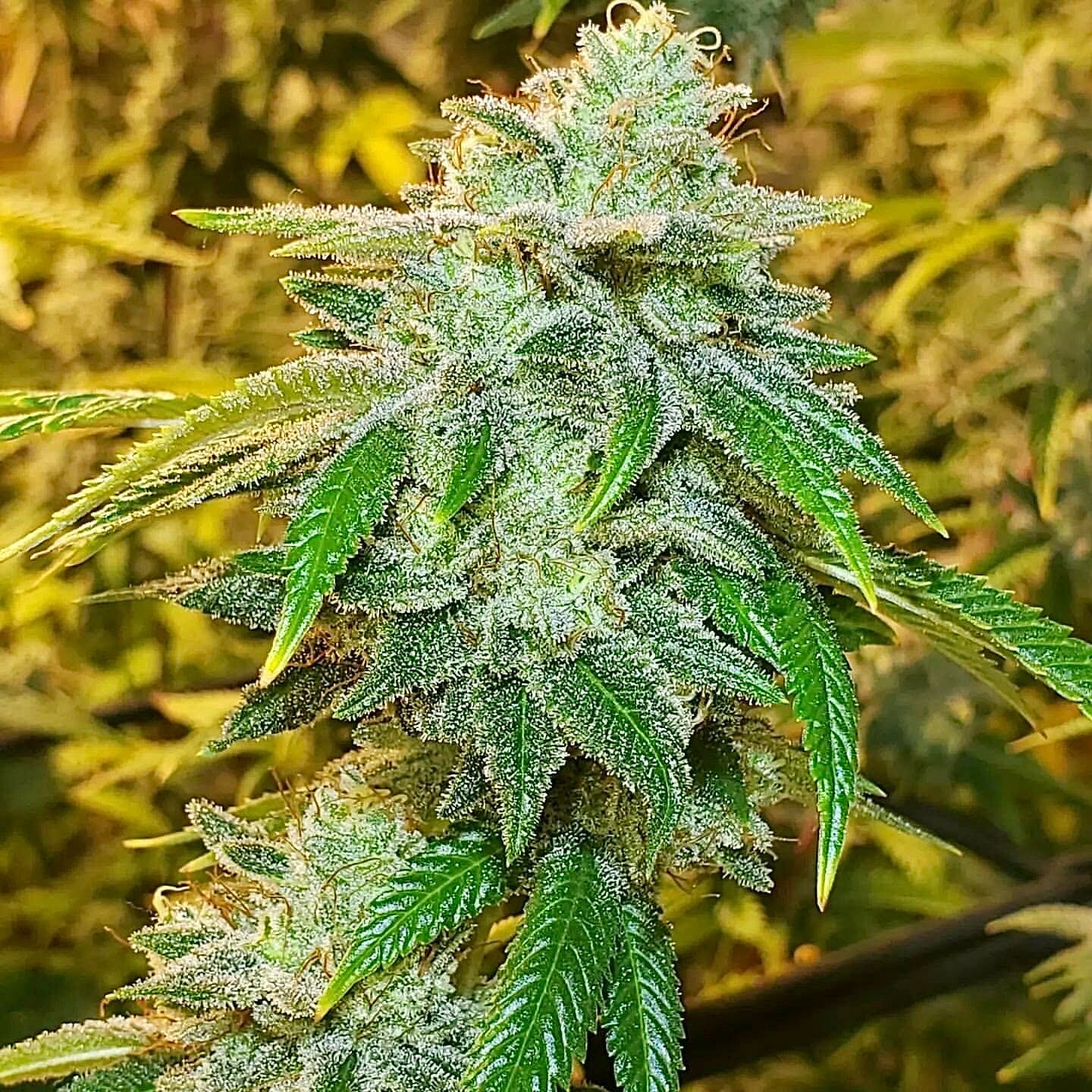 Alani Glue F1 (GG4 x Alani Skunk) 6 Feminized Seeds - Image 3