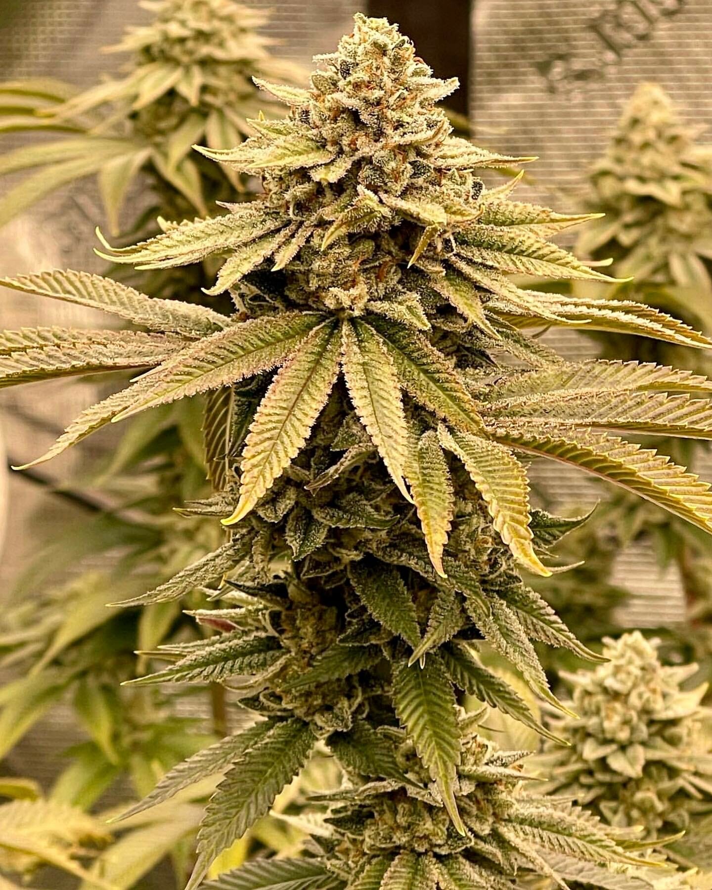 Alani Glue F1 (GG4 x Alani Skunk) 6 Feminized Seeds - Image 7