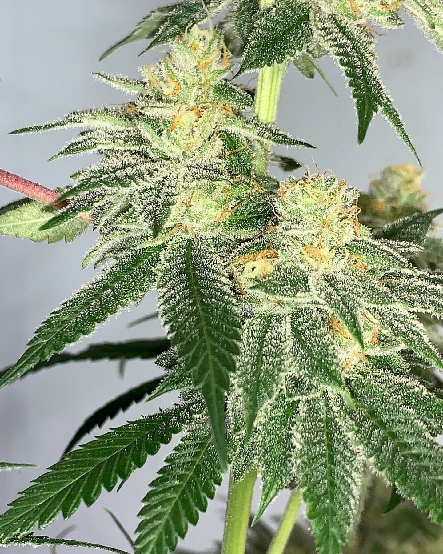 Alani Glue F1 (GG4 x Alani Skunk) 6 Feminized Seeds - Image 4