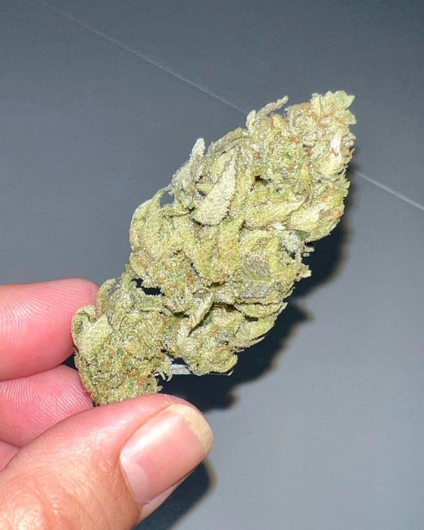 Alani Glue F1 (GG4 x Alani Skunk) 6 Feminized Seeds - Image 9