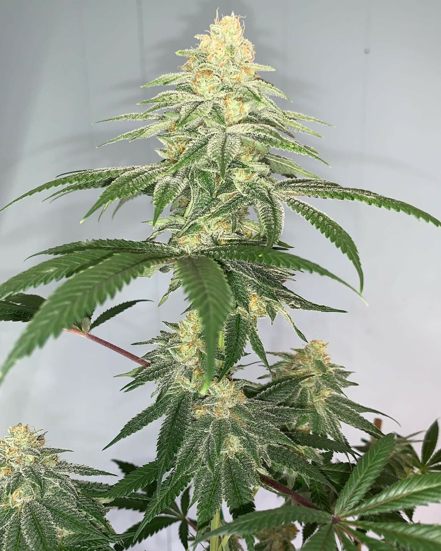 Alani Glue F1 (GG4 x Alani Skunk) 6 Feminized Seeds - Image 2