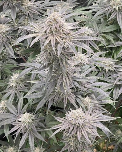 Alani Skunk BX (Pulani [Putang x Alani Skunk] xAlani Skunk) 6 Feminized Seeds