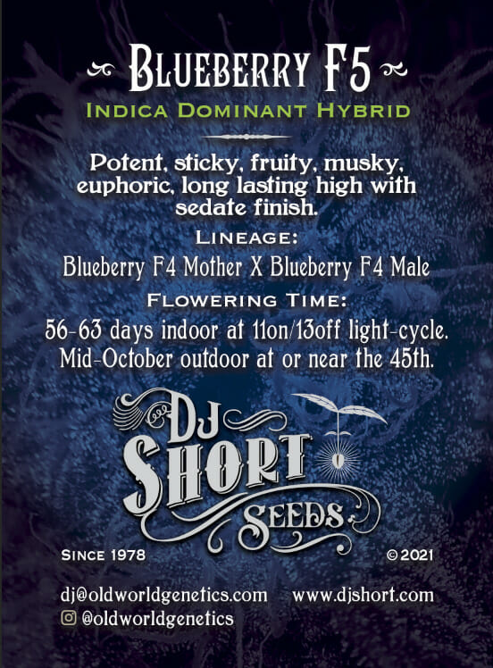 The Original Blueberry F5 6 Regular Seeds - Image 4