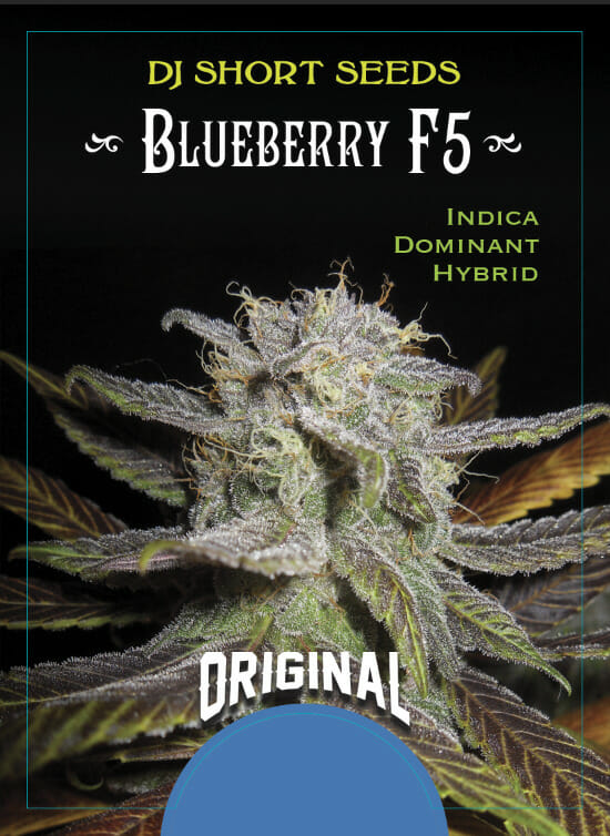The Original Blueberry F5 6 Regular Seeds