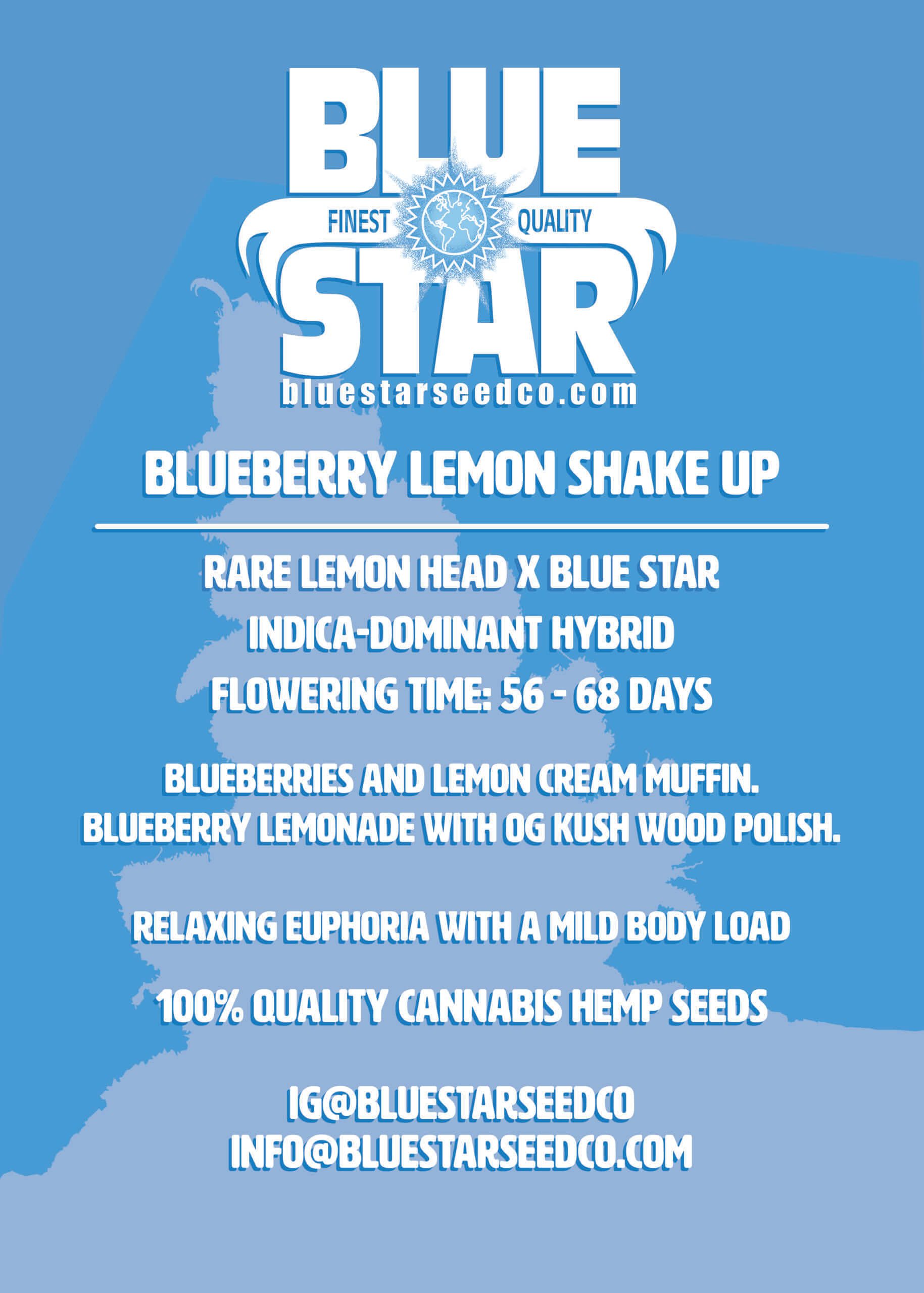 Blueberry Lemon Shake-Up F1 (Lemon Head x Blue Star) 4 Feminized Seeds - Image 3