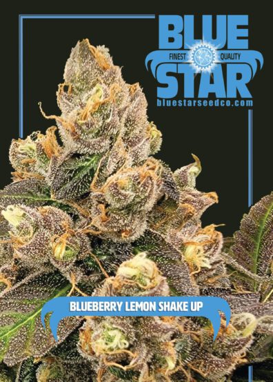 Blueberry Lemon Shake-Up F1 (Lemon Head x Blue Star) 4 Feminized Seeds