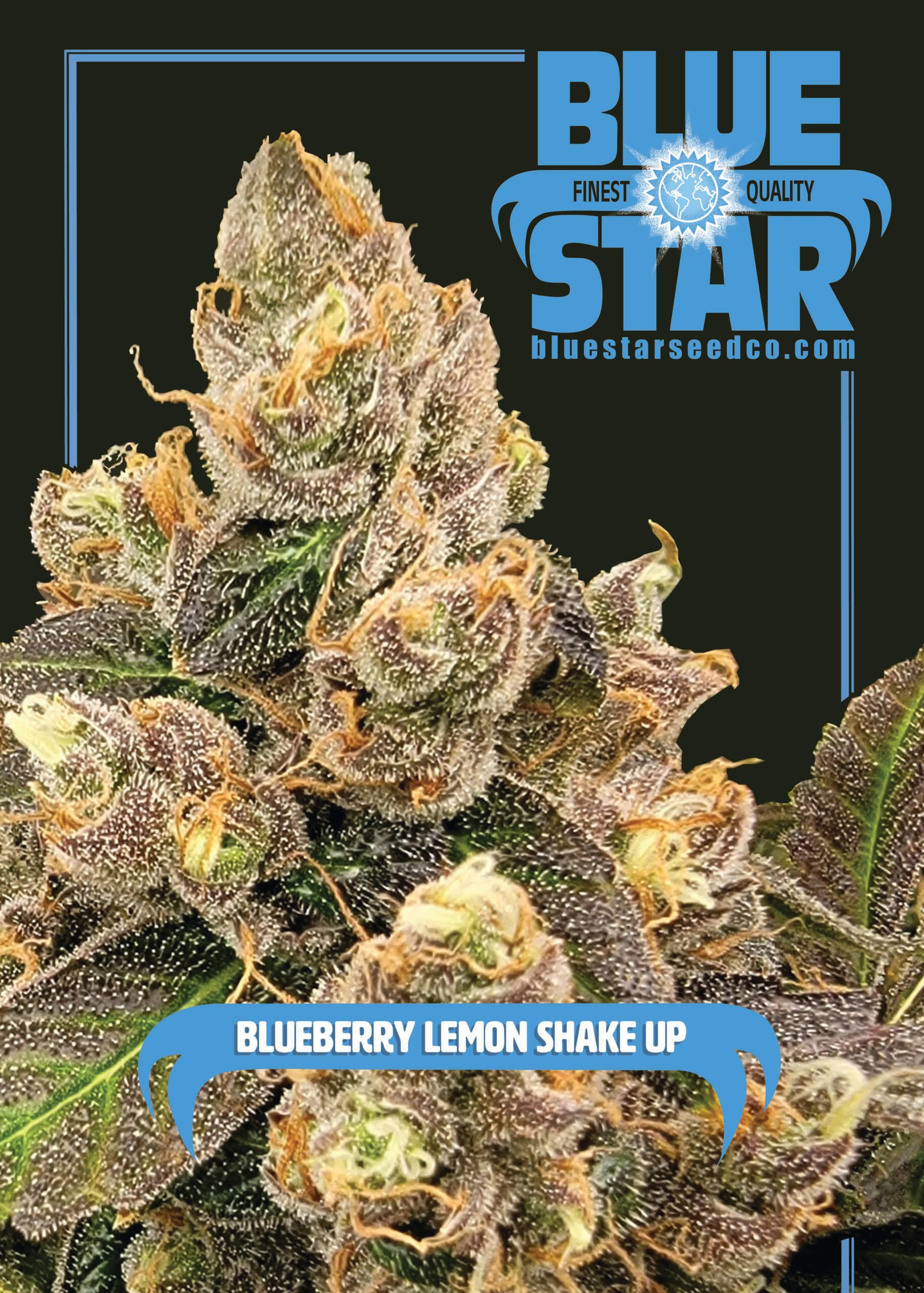 Blueberry Lemon Shake-Up F1 (Lemon Head x Blue Star) 4 Feminized Seeds