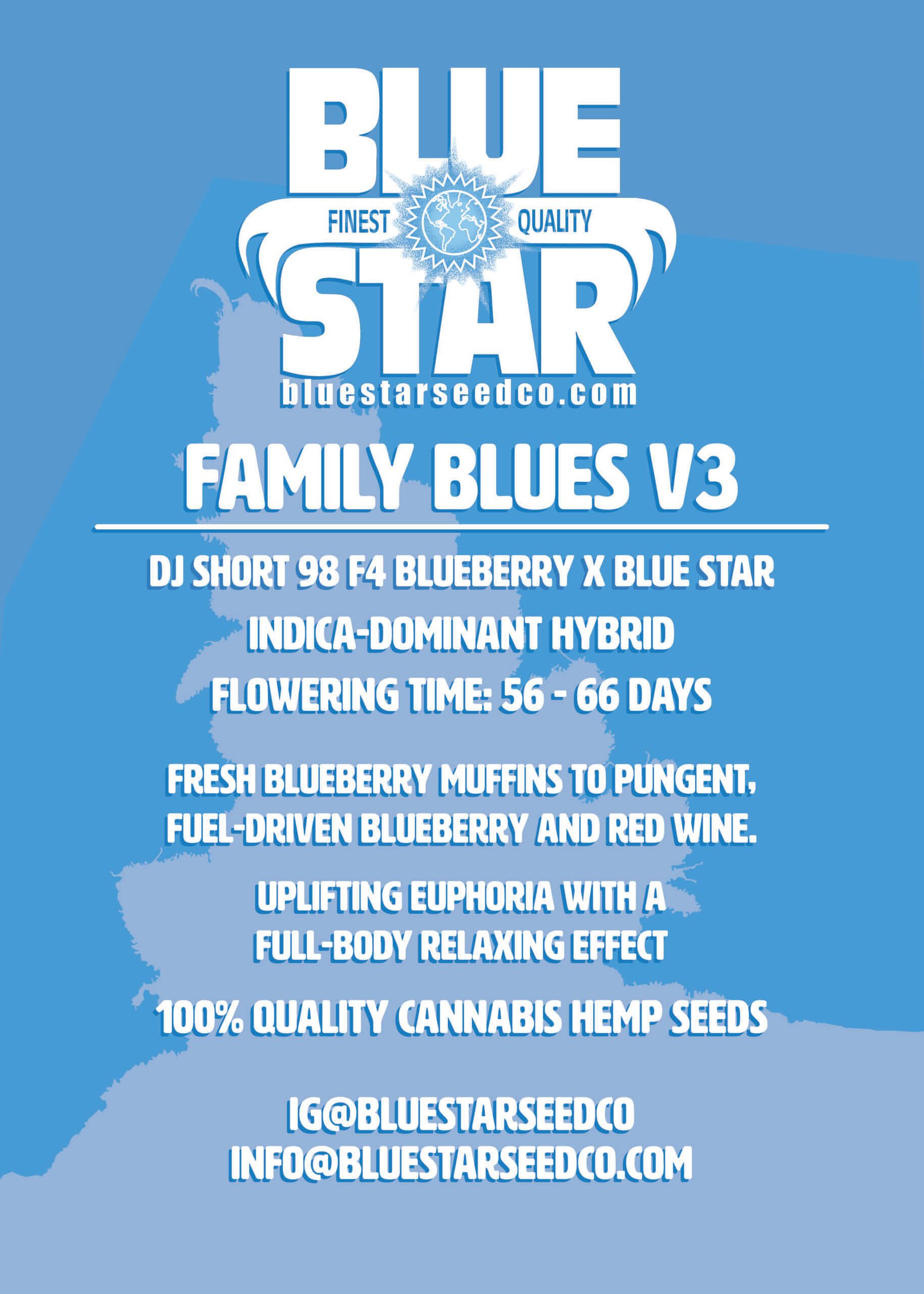 Family Blues v3 F1 (Blueberry F4 x Blue Star) 4 Feminized Seeds - Image 2