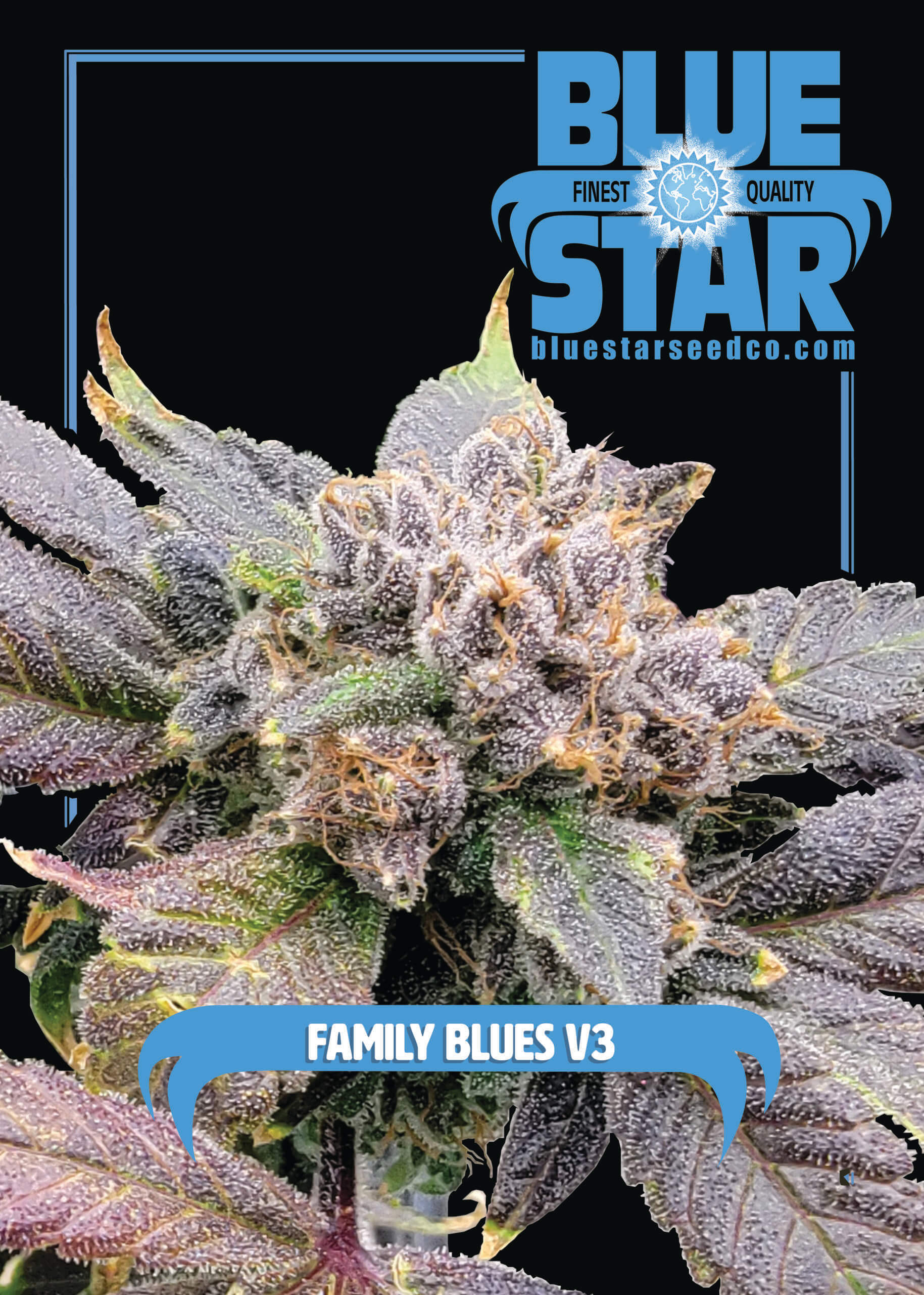 Family Blues v3 F1 (Blueberry F4 x Blue Star) 4 Feminized Seeds