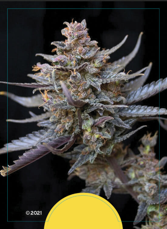 The Original Flo F5 6 Regular Seeds - Image 2