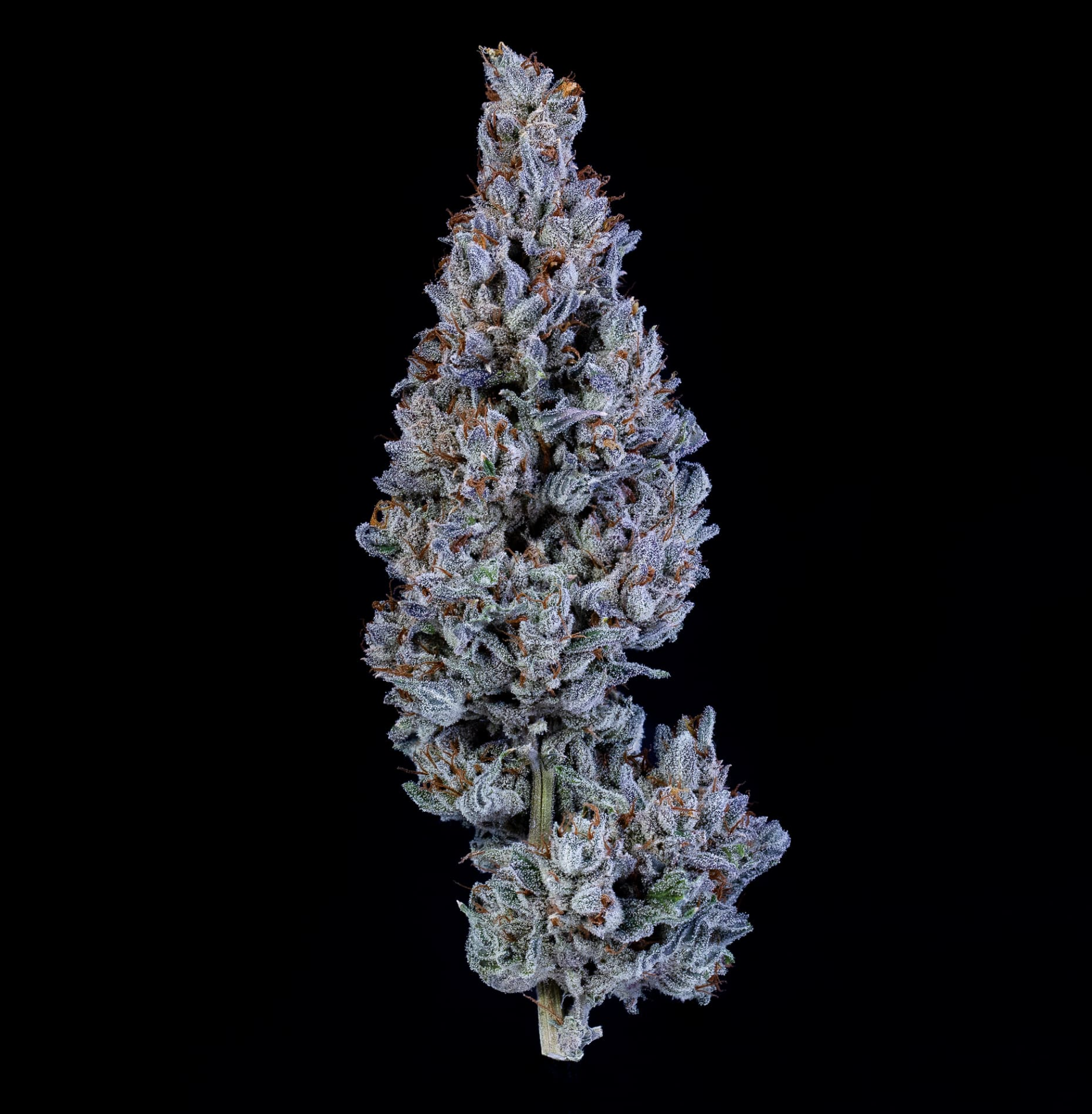 Fugue State Auto F4 Auto 3 Feminized Autoflower Seeds - Image 2