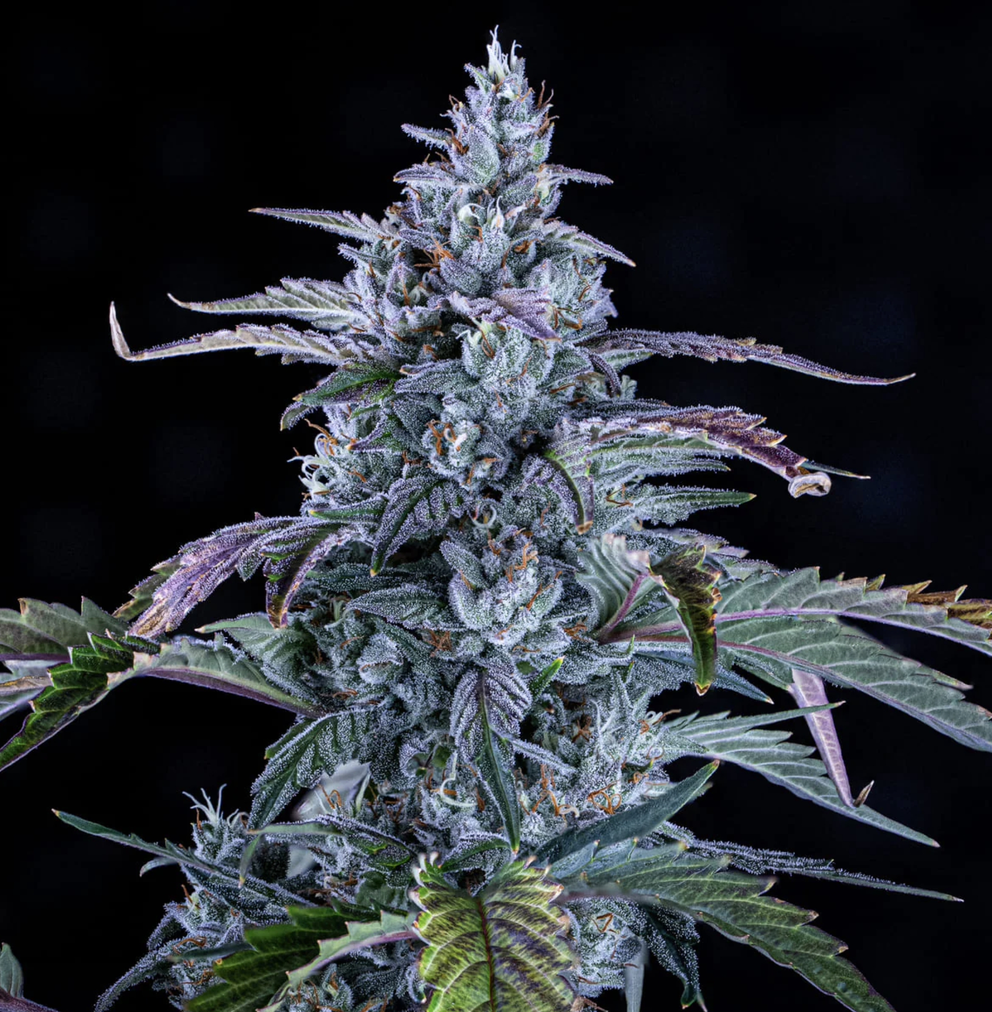 Fugue State Auto F4 Auto 3 Feminized Autoflower Seeds - Image 4