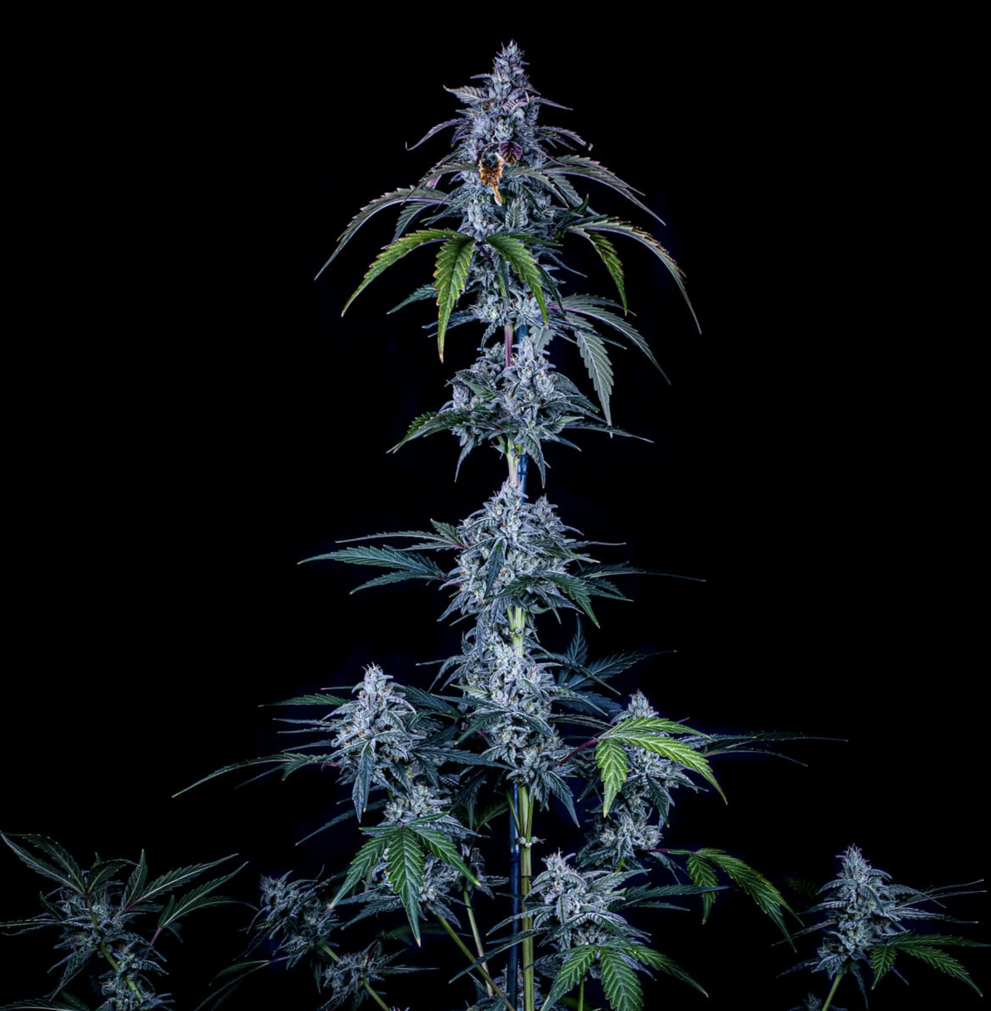 Fugue State Auto F4 Auto 3 Feminized Autoflower Seeds - Image 3