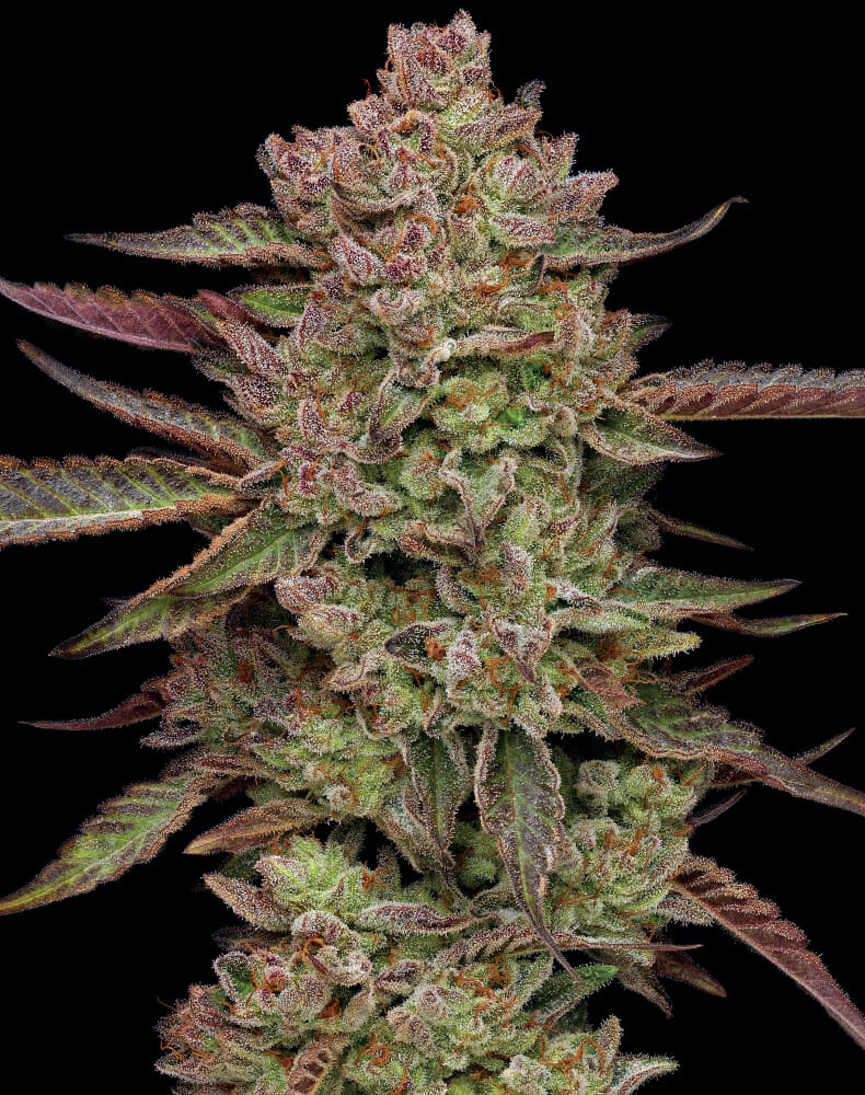 Gazzurple 10 Feminized Seeds