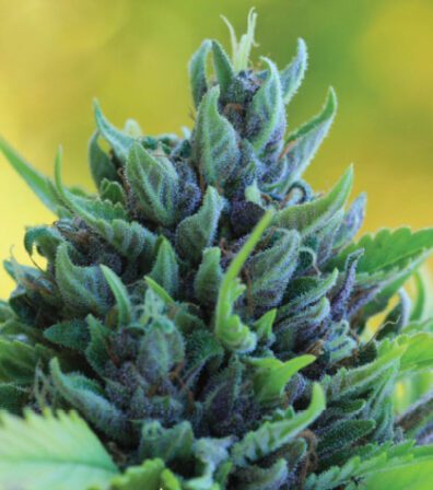 Humboldt Dream Auto F3 5 Autoflowering Seeds