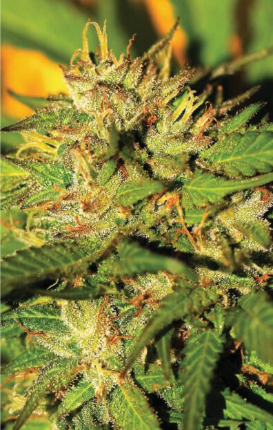 Humboldt Headband Auto F4 5 Autoflower Seeds