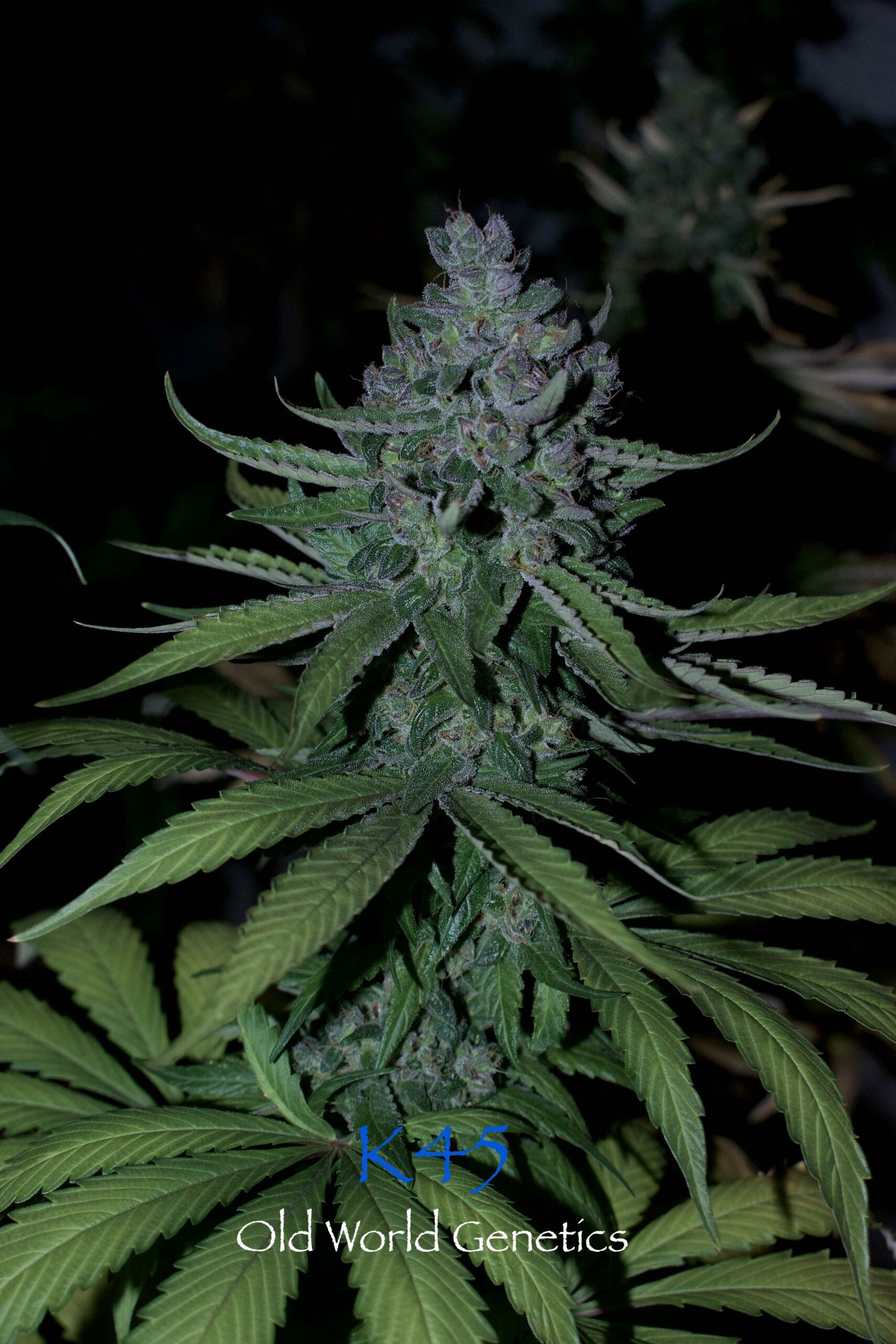 K45 F5 12 Regular Seeds - Image 4