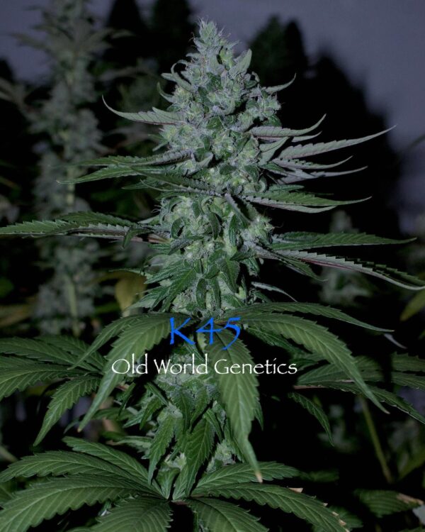 K45 F5 12 Regular Seeds - Image 3