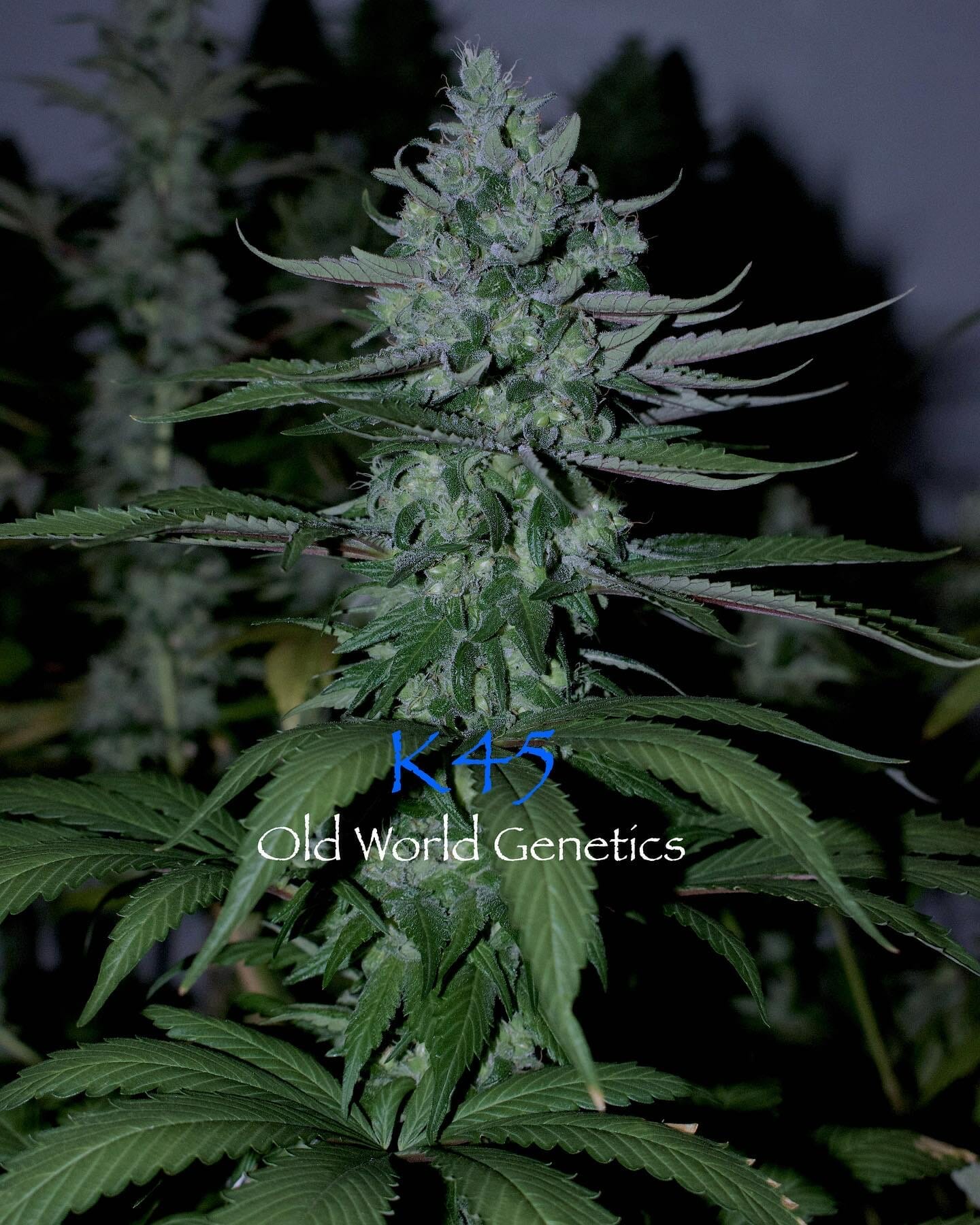 K45 F5 12 Regular Seeds - Image 3
