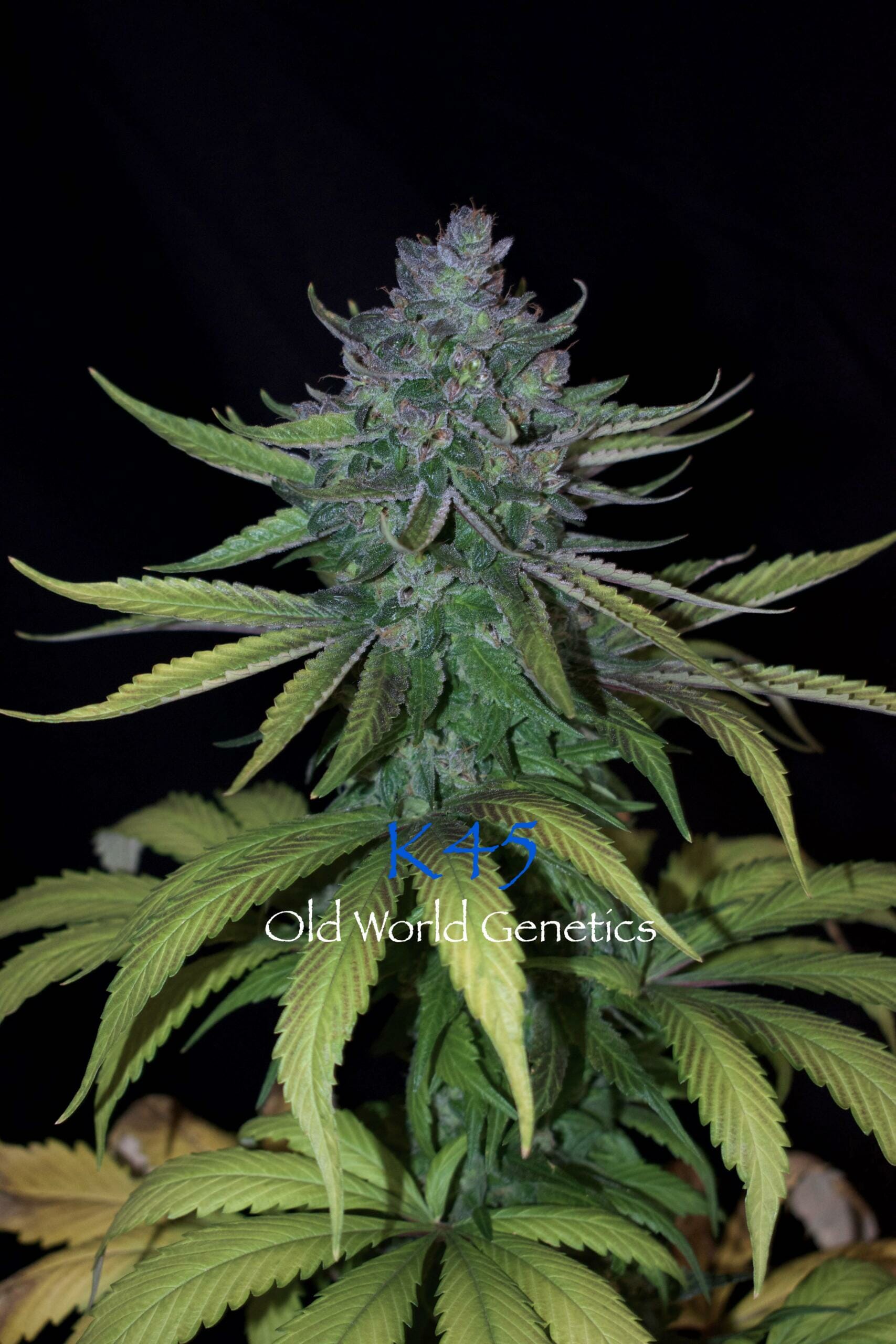 K45 F5 12 Regular Seeds - Image 2