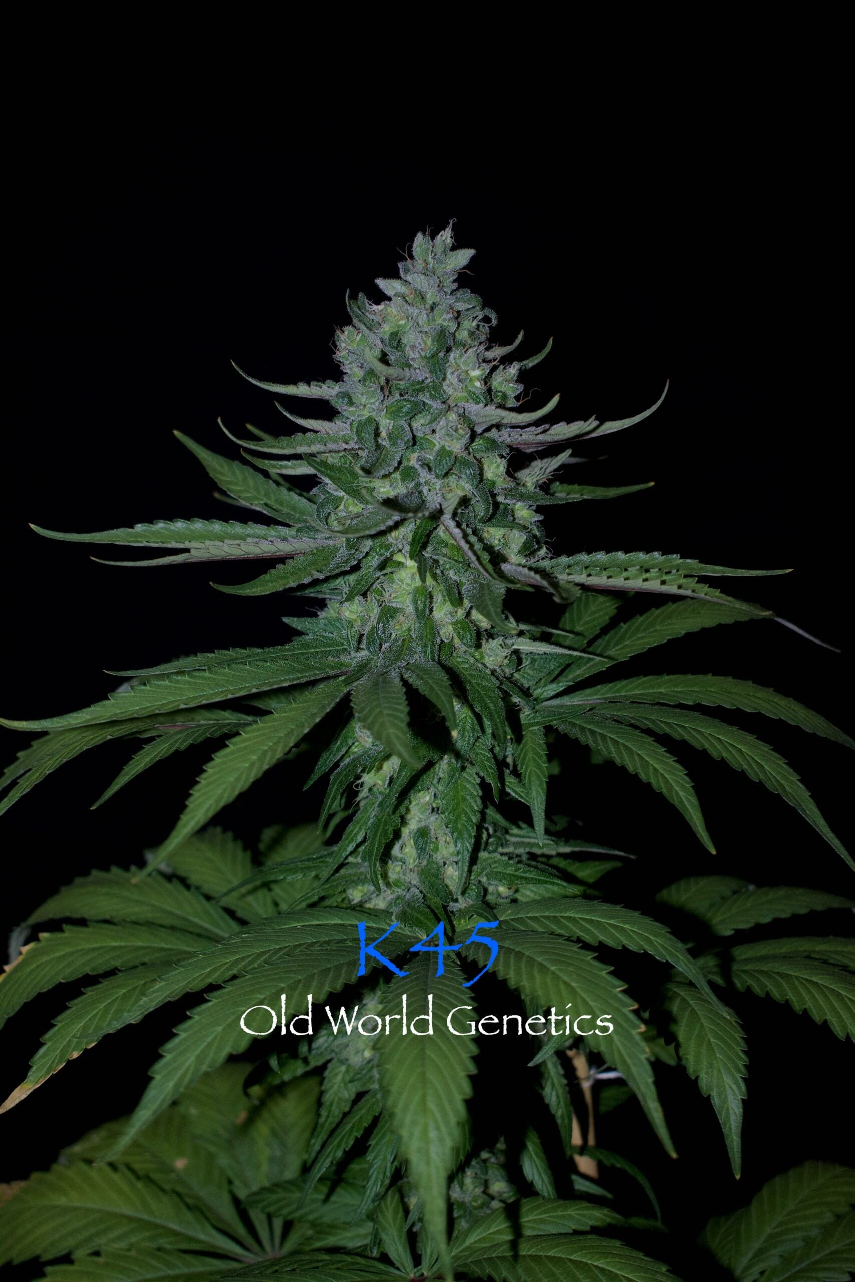 K45 F5 12 Regular Seeds - Image 6
