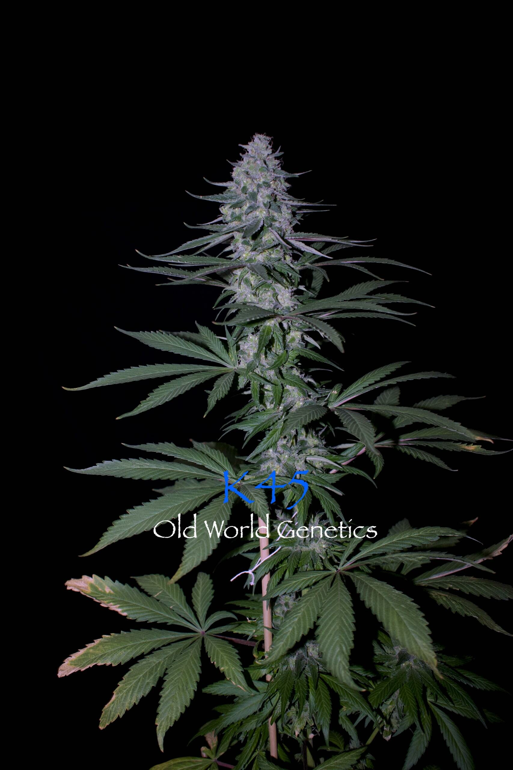 K45 F5 12 Regular Seeds - Image 5