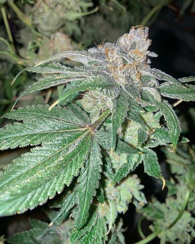 Knee Bender F1 ([GSC x Larry OG] x Alani Skunk) 6 Feminized Seeds