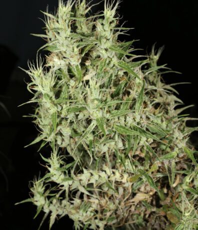Laos Landrace (Muang Sing Highland Tribe) 13 Regular Seeds