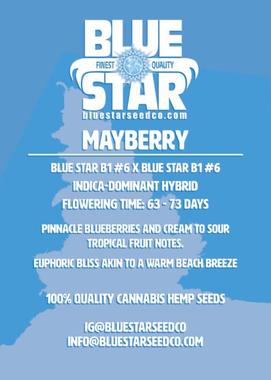 Mayberry Back Info scaled