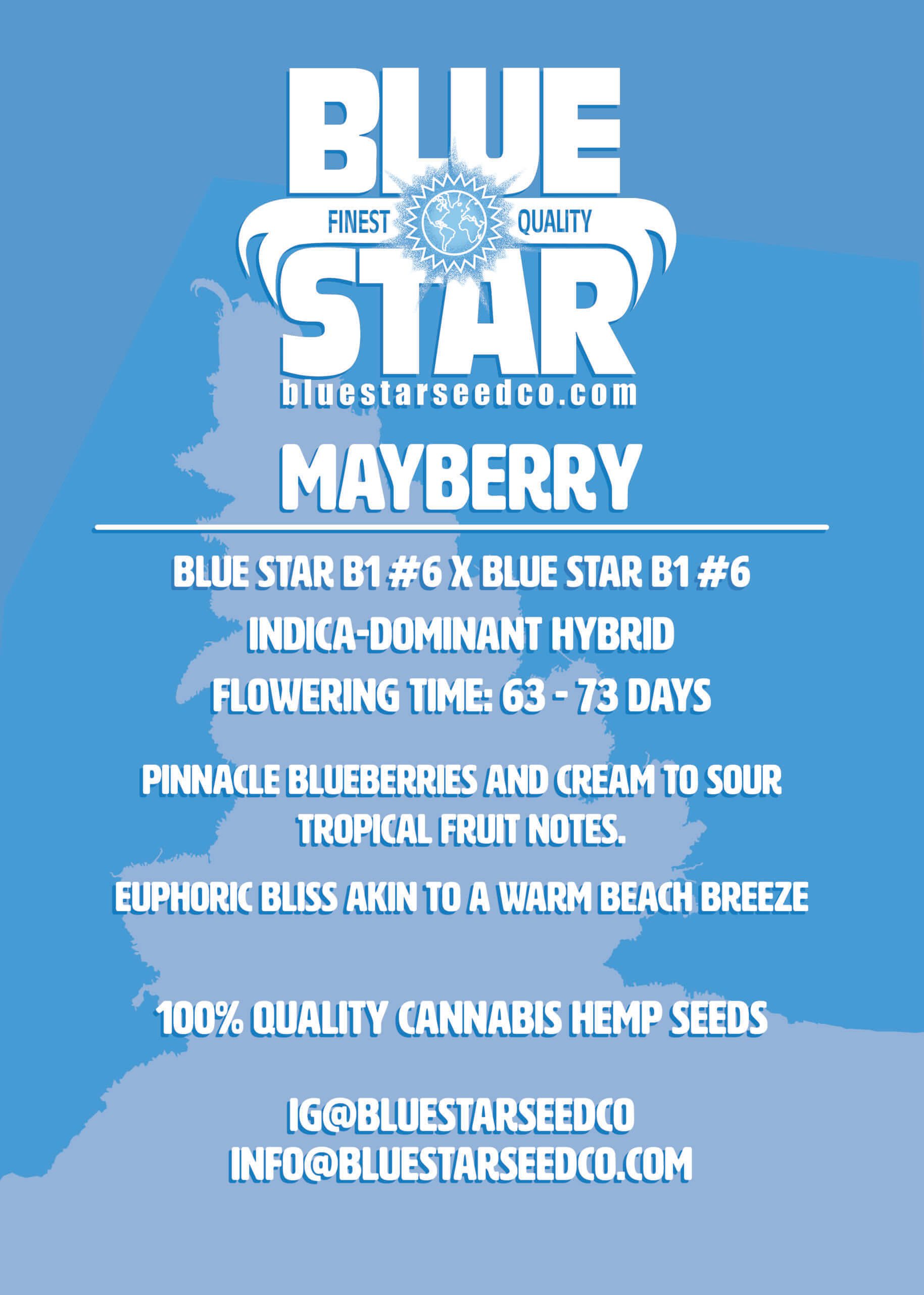 Mayberry S1 (Blue Star B1 #6 x Blue Star B1 #6) 4 Feminized Seeds - Image 3