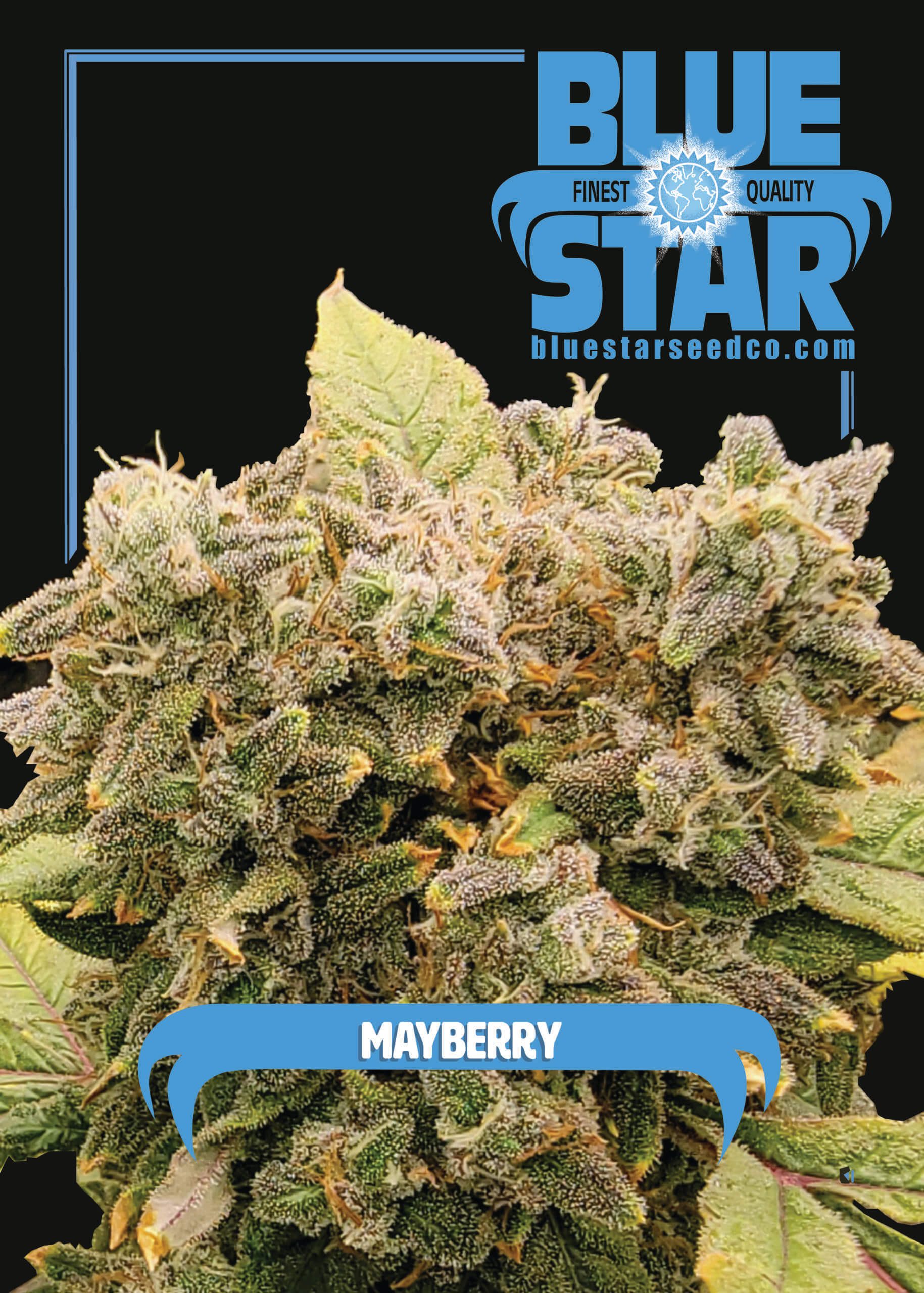 Mayberry S1 (Blue Star B1 #6 x Blue Star B1 #6) 4 Feminized Seeds