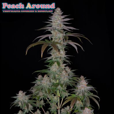 Peach Around F1 (Tropicana Cookies x Romulan) 12 Regular Seeds