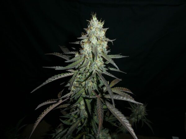 High Strangeness F5 Auto 3 Feminized Autoflower Seeds